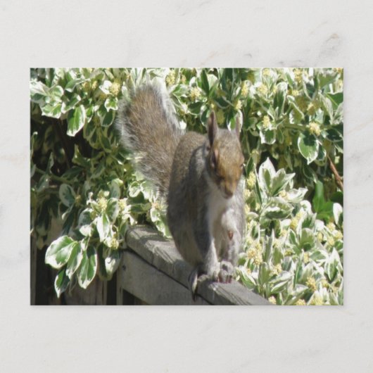 Cute Squirrel Briefkaart (Voorkant)
