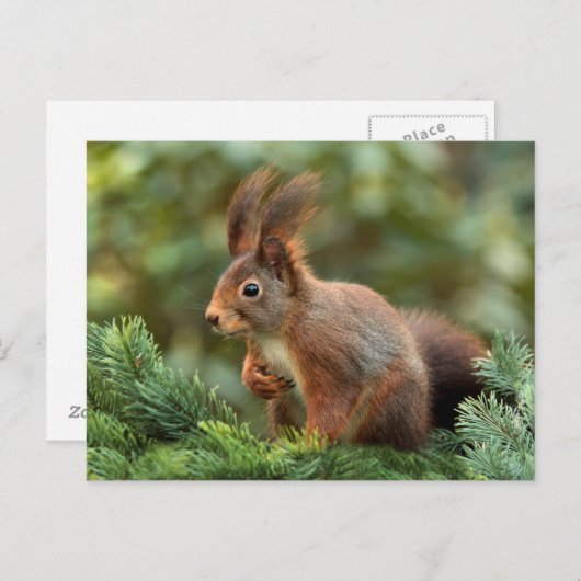 Cute squirrel briefkaart (Voorkant / Achterkant)