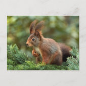 Cute squirrel briefkaart (Voorkant)