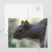 Cute Squirrel Briefkaart (Voorkant / Achterkant)