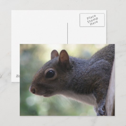 Cute Squirrel Briefkaart (Voorkant / Achterkant)