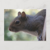 Cute Squirrel Briefkaart (Voorkant)