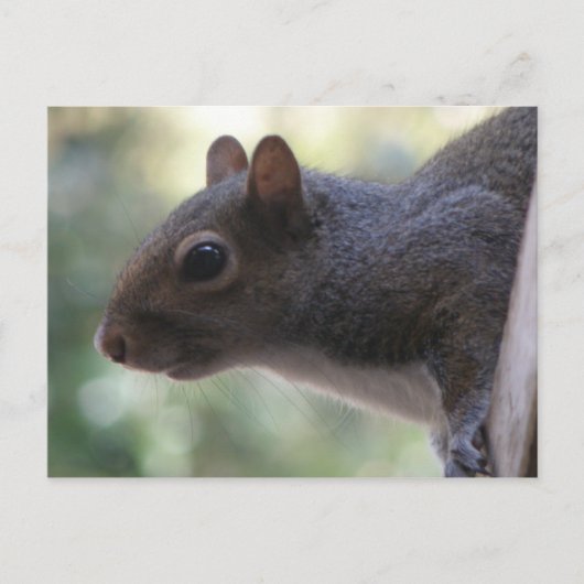 Cute Squirrel Briefkaart (Voorkant)