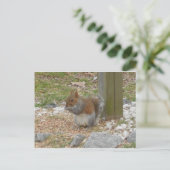 Cute Squirrel Briefkaart (Staand voorkant)