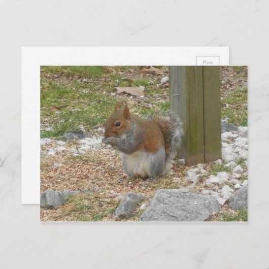 Cute Squirrel Briefkaart (Voorkant / Achterkant)
