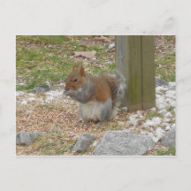Cute Squirrel Briefkaart