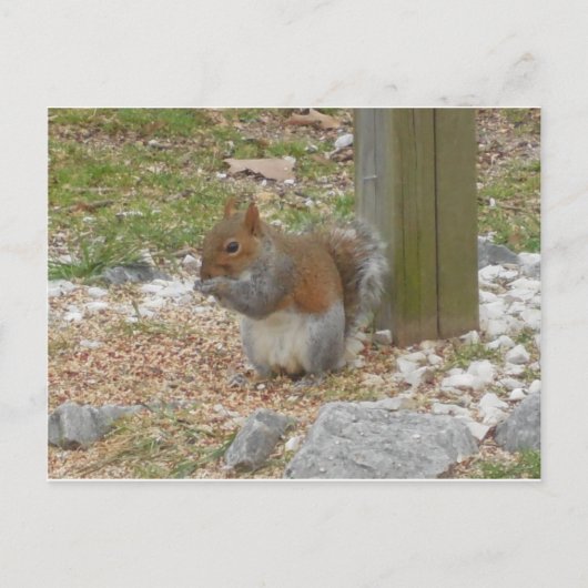 Cute Squirrel Briefkaart (Voorkant)