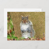 Cute Squirrel Briefkaart (Voorkant / Achterkant)