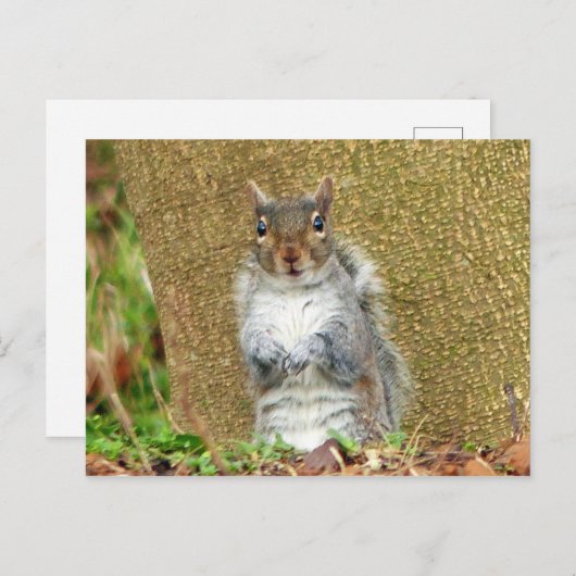 Cute Squirrel Briefkaart (Voorkant / Achterkant)