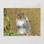 Cute Squirrel Briefkaart (Voorkant)
