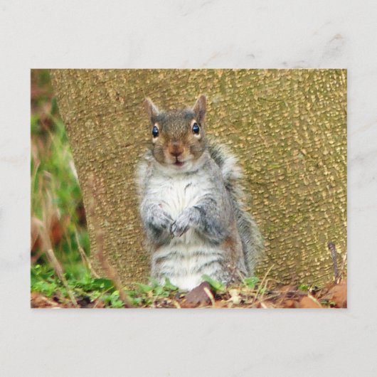 Cute Squirrel Briefkaart (Voorkant)