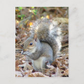 Cute Squirrel Briefkaart (Voorkant)