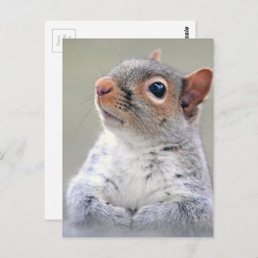 Cute Squirrel Briefkaart (Voorkant / Achterkant)