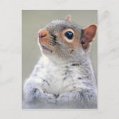 Cute Squirrel Briefkaart (Voorkant)