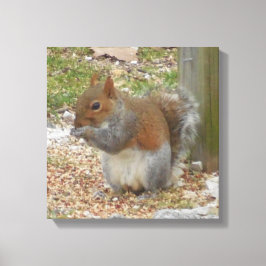 Cute Squirrel Canvas Art