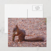 Cute Squirrel Card Briefkaart (Voorkant / Achterkant)