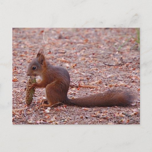 Cute Squirrel Card Briefkaart (Voorkant)