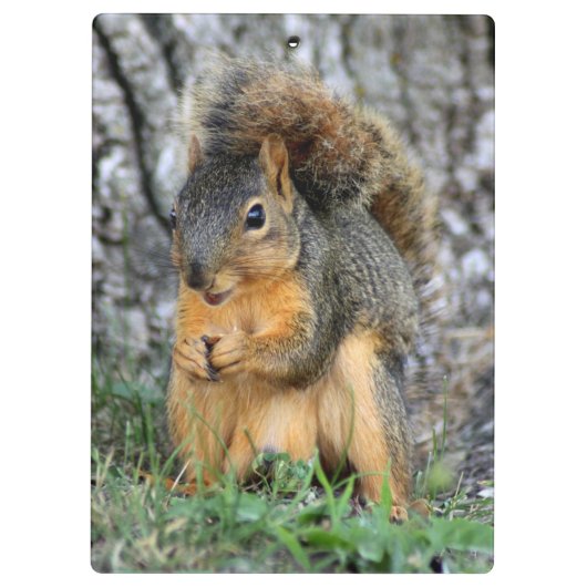 Cute Squirrel Cliboard Klembord (Achterkant)