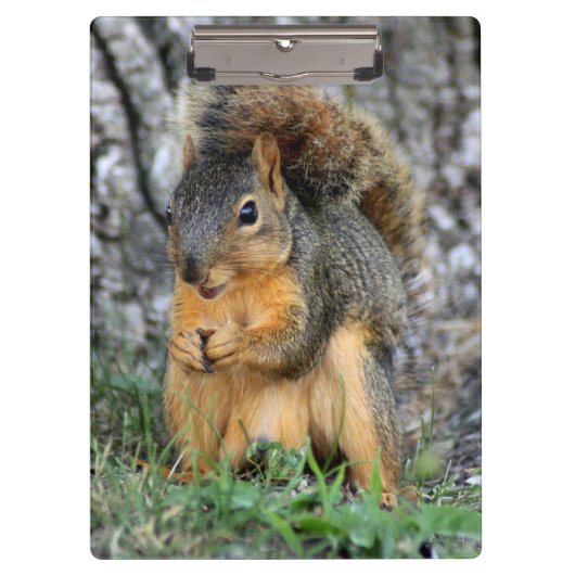 Cute Squirrel Cliboard Klembord (Voorkant)