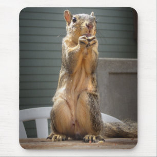 Cute Squirrel Closeup with Nut 3 Muismat
