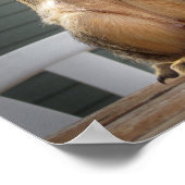 Cute Squirrel Closeup with Nut 3 Poster (Hoek)