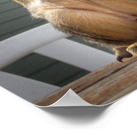 Cute Squirrel Closeup with Nut 3 Poster (Hoek)