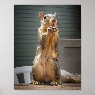 Cute Squirrel Closeup with Nut 3 Poster