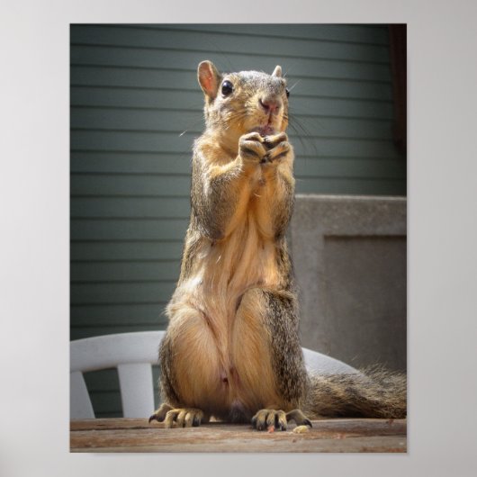 Cute Squirrel Closeup with Nut 3 Poster (Voorkant)