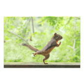 Cute Squirrel Doing Tai Chi Foto Afdruk (Voorkant)