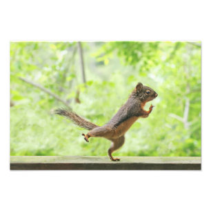 Cute Squirrel Doing Tai Chi Foto Afdruk