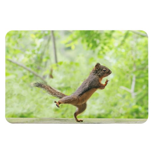 Cute Squirrel Doing Tai Chi Magneet (Horizontaal)