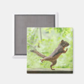 Cute Squirrel Doing Tai Chi Magneet (Voorkant / Achterkant)