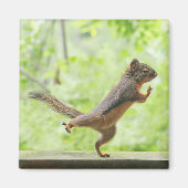 Cute Squirrel Doing Tai Chi Magneet (Voorkant)