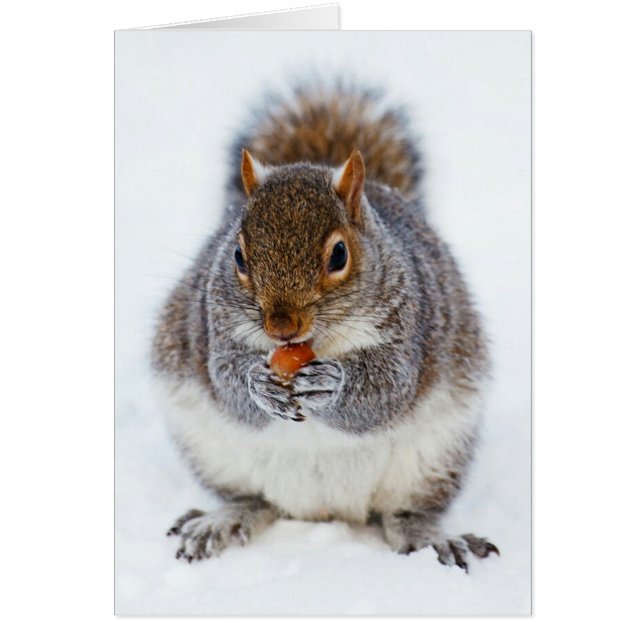 Cute Squirrel Eating a Nut Photo (Voorkant)