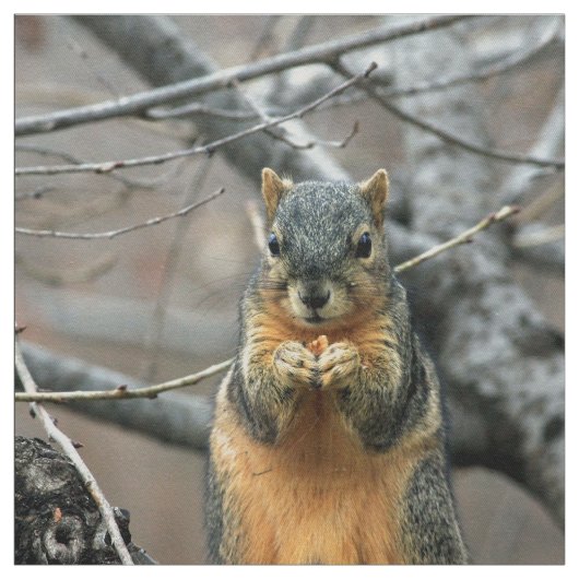 Cute squirrel en zijn noot stof (Swatch)