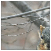 Cute squirrel en zijn noot stof (Close Up)