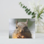 Cute Squirrel glimlachend Macro Foto Briefkaart (Staand voorkant)