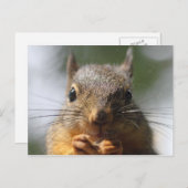 Cute Squirrel glimlachend Macro Foto Briefkaart (Voorkant / Achterkant)