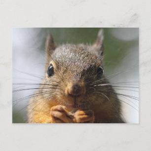 Cute Squirrel glimlachend Macro Foto Briefkaart