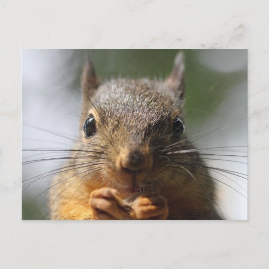 Cute Squirrel glimlachend Macro Foto Briefkaart (Voorkant)