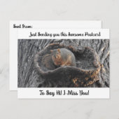 Cute Squirrel "I Miss You" Gezegde Hi Post Kaart (Voorkant / Achterkant)