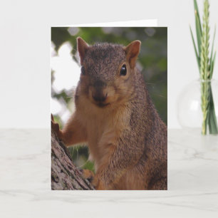 Cute Squirrel in Boom Blank Kaart