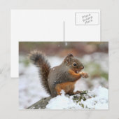 Cute Squirrel in de sneeuwfoto Briefkaart (Voorkant / Achterkant)