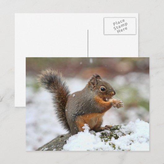 Cute Squirrel in de sneeuwfoto Briefkaart (Voorkant / Achterkant)