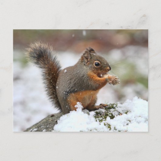 Cute Squirrel in de sneeuwfoto Briefkaart (Voorkant)
