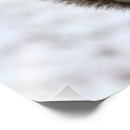 Cute Squirrel in de sneeuwfoto Foto Afdruk (Hoek)