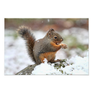 Cute Squirrel in de sneeuwfoto Foto Afdruk