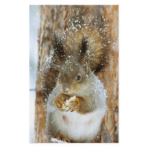 Cute Squirrel in een winterlandschap