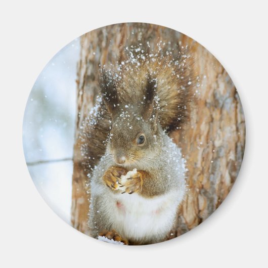 Cute Squirrel in een winterlandschap Magneet (Voorkant)