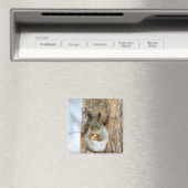 Cute Squirrel in een winterlandschap Magneet (Insitu (Vaatwasser))